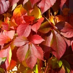Red Wall® Virginia Creeper -Great Garden Plants Shop parthenocissus red wall virginia creeper 5