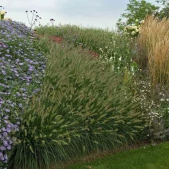 'Hameln' Fountain Grass 11 'Hameln' Fountain Grass -Great Garden Plants Shop pennisetum hameln dwarf fountain grass 6 sw