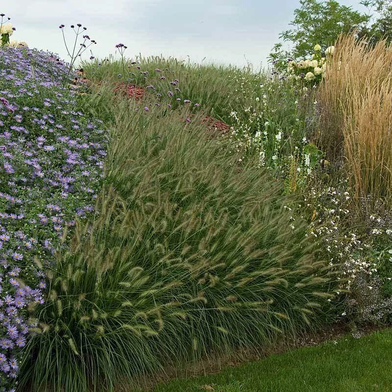 'Hameln' Fountain Grass 6 'Hameln' Fountain Grass - Image 6