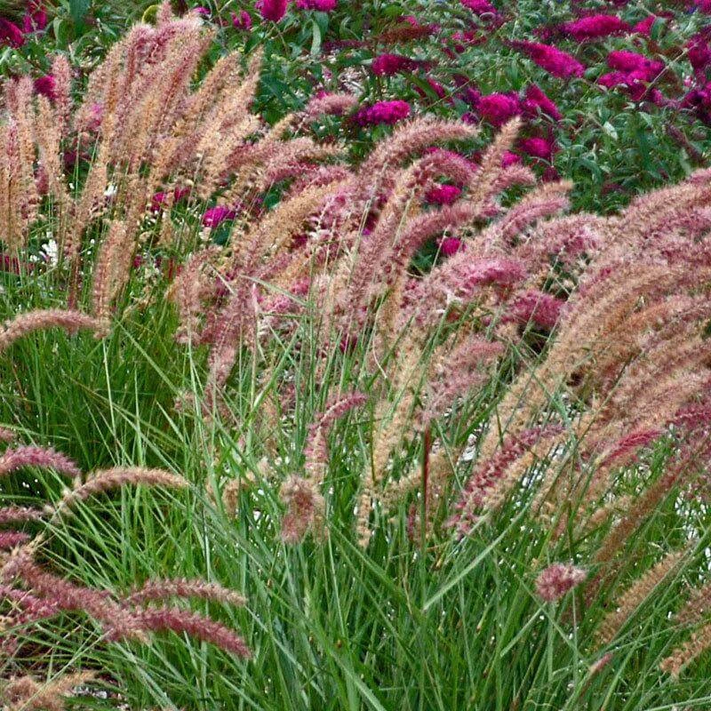 'Karley Rose' Fountain Grass 1 'Karley Rose' Fountain Grass