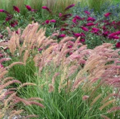'Karley Rose' Fountain Grass 5 'Karley Rose' Fountain Grass -Great Garden Plants Shop pennisetum karley rose 2 sw