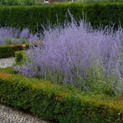 Russian Sage -Great Garden Plants Shop perovskia atriplicifolia russian sage 3