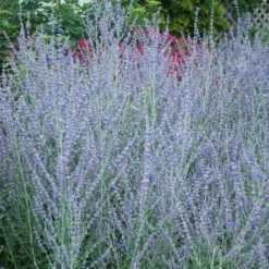 Russian Sage -Great Garden Plants Shop perovskia atriplicifolia russian sage 4