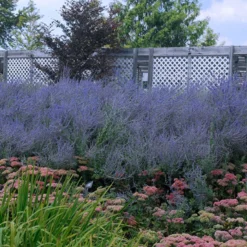 Russian Sage -Great Garden Plants Shop perovskia atriplicifolia russian sage 5
