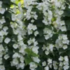 Illuminati Tower® Mock Orange