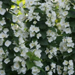 Illuminati Tower® Mock Orange