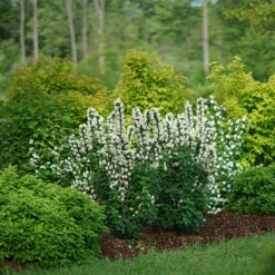 Illuminati Tower® Mock Orange -Great Garden Plants Shop philadelphus illuminati tower 3