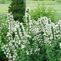 Illuminati Tower® Mock Orange -Great Garden Plants Shop philadelphus illuminati tower 5