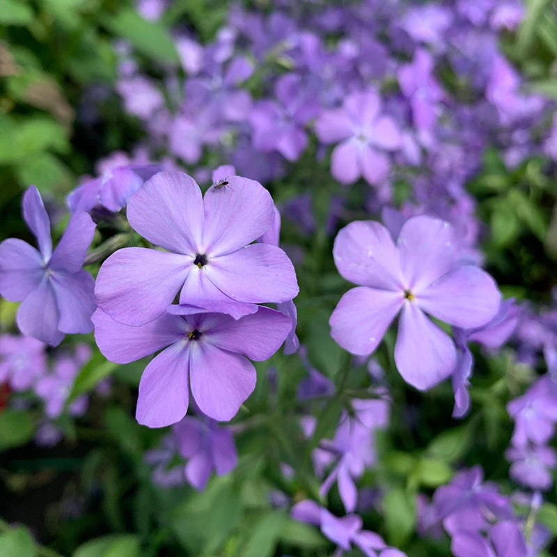 'Blue Moon' Woodland Phlox 2 'Blue Moon' Woodland Phlox - Image 2