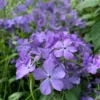 'Blue Moon' Woodland Phlox