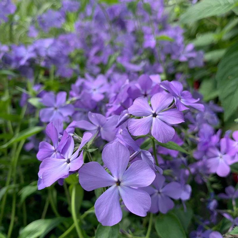 'Blue Moon' Woodland Phlox 1 'Blue Moon' Woodland Phlox
