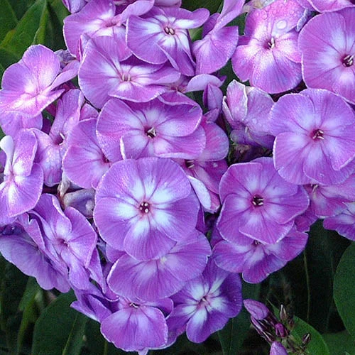 'Laura' Phlox 1 'Laura' Phlox