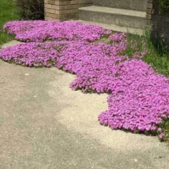 'Drummond's Pink' Creeping Phlox -Great Garden Plants Shop phlox subulata drummonds pink creeping phlox 3 sw