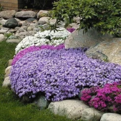 'Emerald Blue' Creeping Phlox -Great Garden Plants Shop phlox subulata emerald blue 3 sw