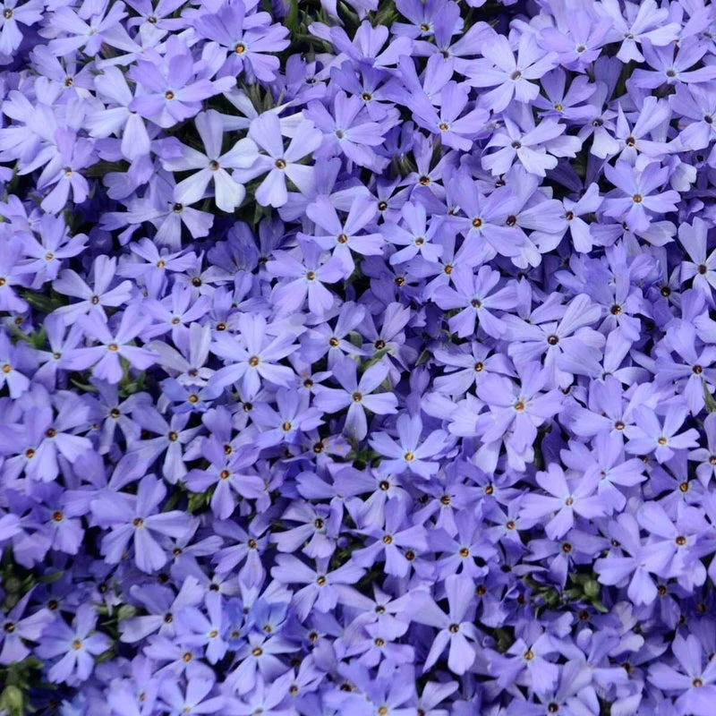 'Violet Pinwheels' Creeping Phlox 2 'Violet Pinwheels' Creeping Phlox - Image 2