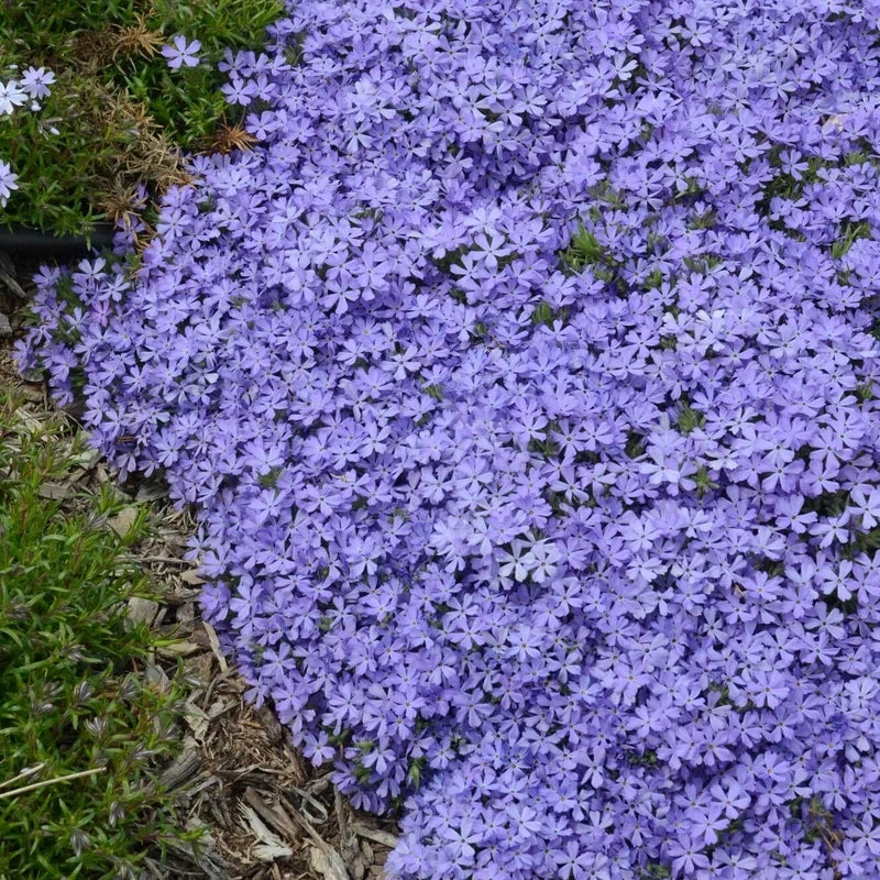 'Violet Pinwheels' Creeping Phlox 1 'Violet Pinwheels' Creeping Phlox