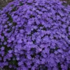 Mountainside™ 'Crater Lake' Phlox