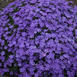 Mountainside™ 'Crater Lake' Phlox