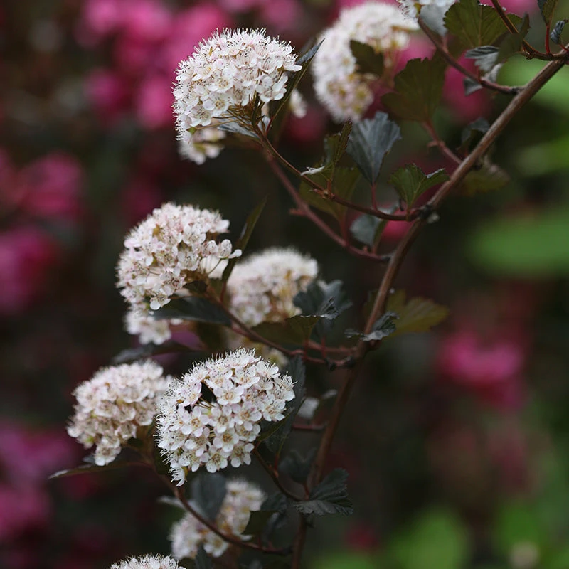 Summer Wine® Ninebark 2 Summer Wine® Ninebark - Image 2