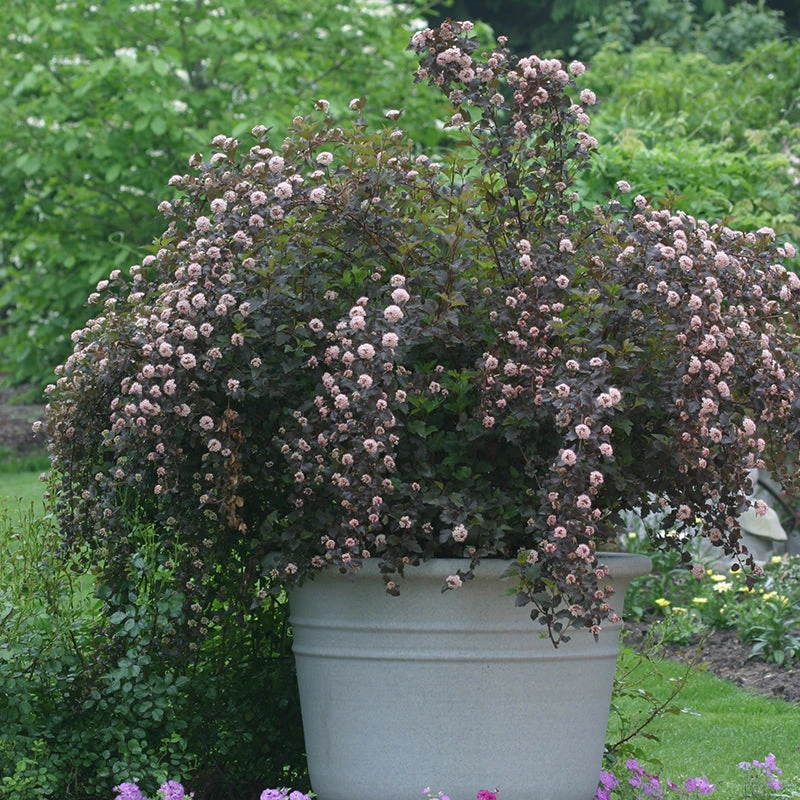 Summer Wine® Ninebark 3 Summer Wine® Ninebark - Image 3