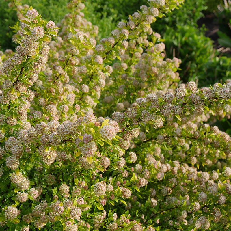 Tiny Wine® Gold Ninebark 2 Tiny Wine® Gold Ninebark - Image 2