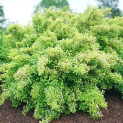 Tiny Wine® Gold Ninebark 6 Tiny Wine® Gold Ninebark -Great Garden Plants Shop physocarpus tiny wine gold 3