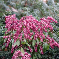 Interstella® Lily-of-the-Valley Shrub -Great Garden Plants Shop pieris interstella 5