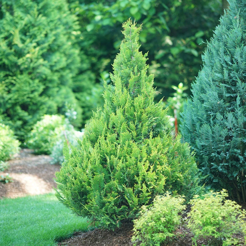 Pinpoint® Gold False Cypress 1 Pinpoint® Gold False Cypress