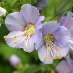 'Heavenly Habit' Jacob's Ladder 5 'Heavenly Habit' Jacob's Ladder -Great Garden Plants Shop polemonium heavenly habit 3 sw