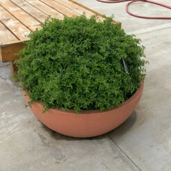 Juke Box® Pyracomeles -Great Garden Plants Shop pyracomeles juke box 3