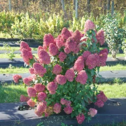 Quick Fire Fab® Panicle Hydrangea 8 Quick Fire Fab® Panicle Hydrangea -Great Garden Plants Shop quick fire fab panicle hydrangea 1