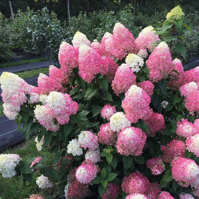 Quick Fire Fab® Panicle Hydrangea 4 Quick Fire Fab® Panicle Hydrangea - Image 4
