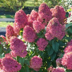 Quick Fire Fab® Panicle Hydrangea 10 Quick Fire Fab® Panicle Hydrangea -Great Garden Plants Shop quick fire fab panicle hydrangea 3