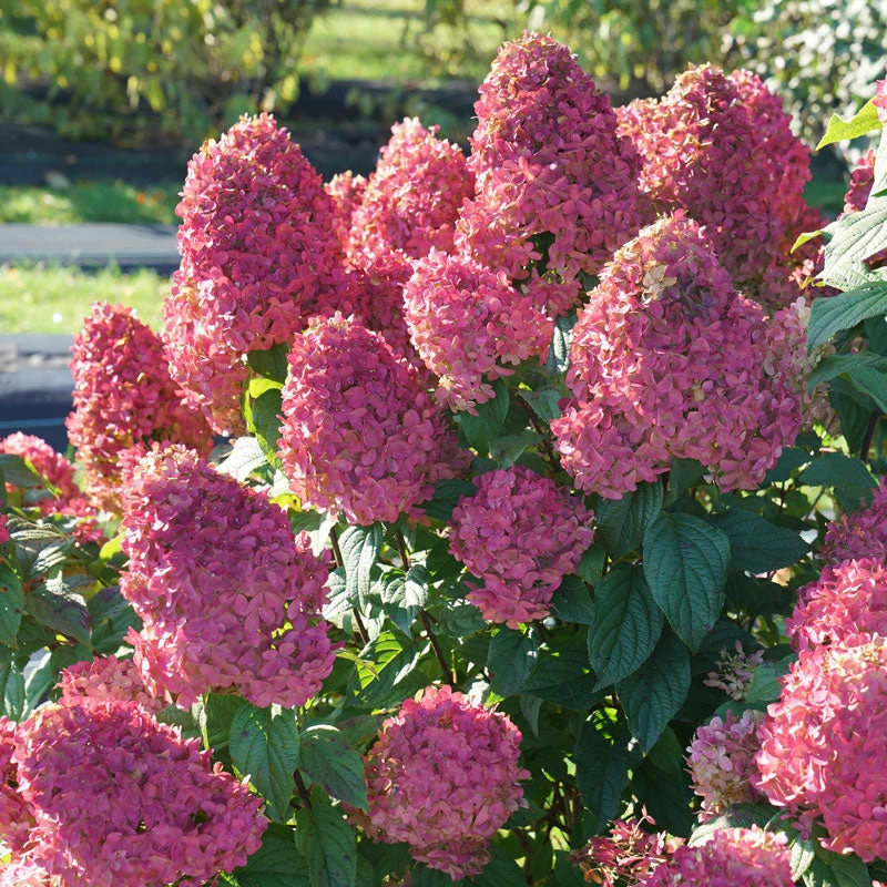 Quick Fire Fab® Panicle Hydrangea 5 Quick Fire Fab® Panicle Hydrangea - Image 5