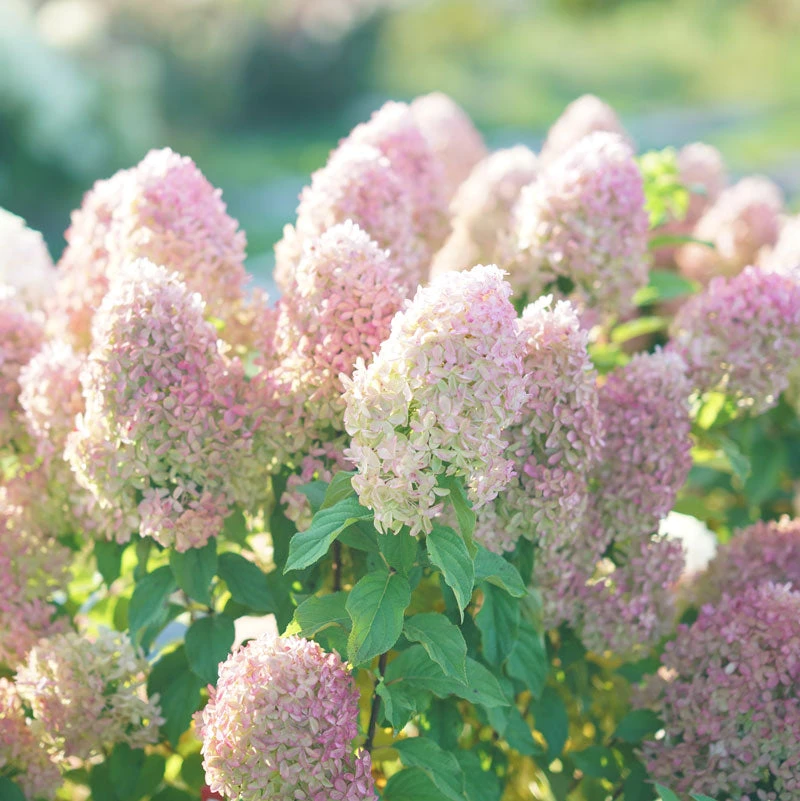 Quick Fire Fab® Panicle Hydrangea 1 Quick Fire Fab® Panicle Hydrangea