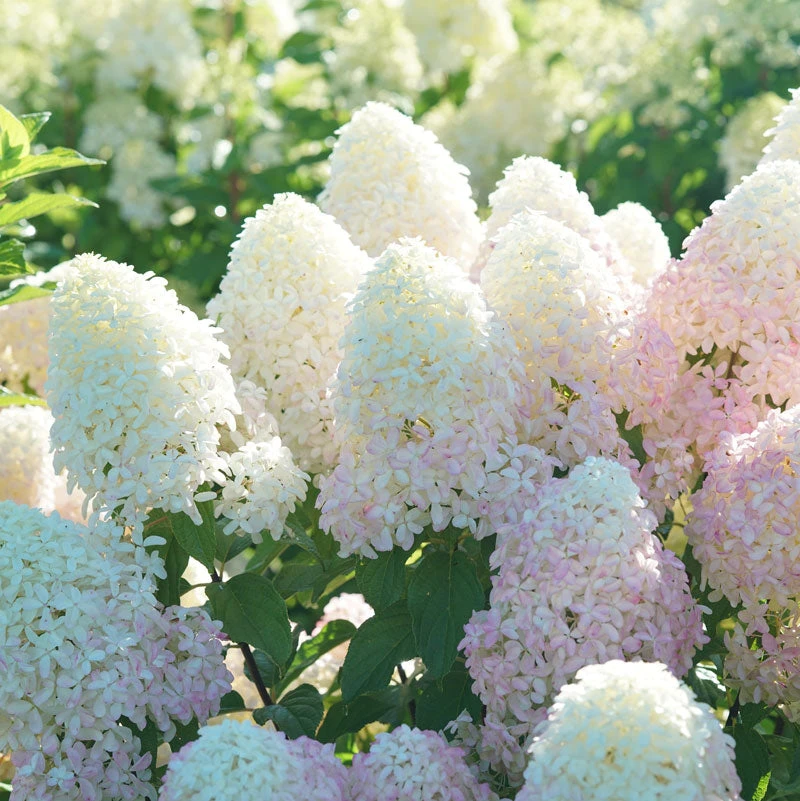 Quick Fire Fab® Panicle Hydrangea 2 Quick Fire Fab® Panicle Hydrangea - Image 2
