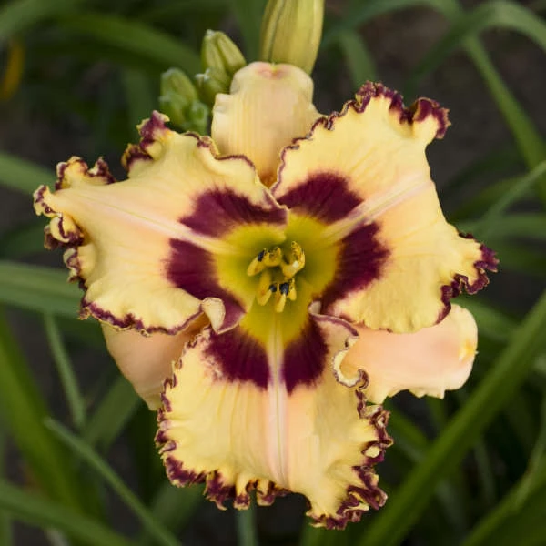 Rainbow Rhythm® 'King Of The Ages' Daylily 2 Rainbow Rhythm® 'King Of The Ages' Daylily - Image 2