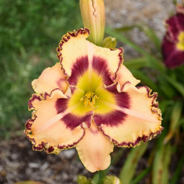 Rainbow Rhythm® 'King Of The Ages' Daylily 3 Rainbow Rhythm® 'King Of The Ages' Daylily - Image 3