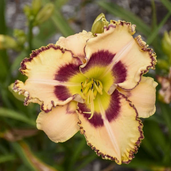 Rainbow Rhythm® 'King Of The Ages' Daylily 1 Rainbow Rhythm® 'King Of The Ages' Daylily