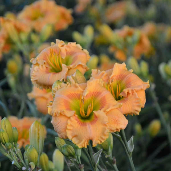 Rainbow Rhythm® 'Orange Smoothie' Daylily 1 Rainbow Rhythm® 'Orange Smoothie' Daylily
