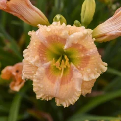 Rainbow Rhythm® 'Orange Smoothie' Daylily 7 Rainbow Rhythm® 'Orange Smoothie' Daylily -Great Garden Plants Shop rainbow rhythm orange smoothie daylily 2