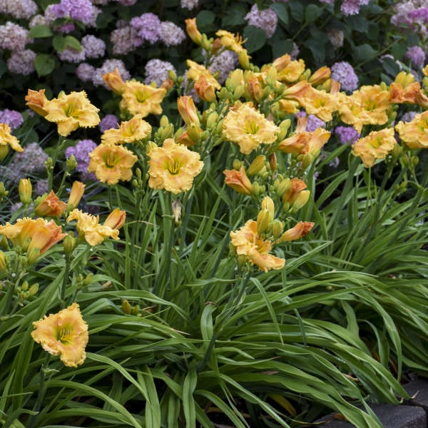 Rainbow Rhythm® 'Orange Smoothie' Daylily 4 Rainbow Rhythm® 'Orange Smoothie' Daylily - Image 4