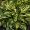 'Rainbow's End' Hosta