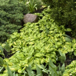 'Rainbow's End' Hosta -Great Garden Plants Shop rainbows end hosta 3