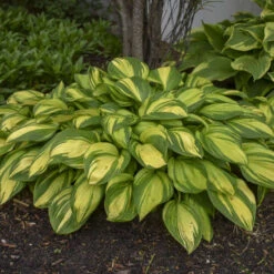 'Rainbow's End' Hosta -Great Garden Plants Shop rainbows end hosta 4