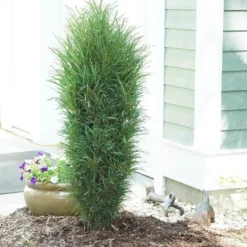 Fine Line® Improved Rhamnus -Great Garden Plants Shop rhamnus fine line improved 3 sw