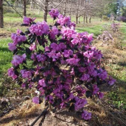 Black Hat® Rhododendron -Great Garden Plants Shop rhododendron black hat 1 cb6fd0bf 61f4 4683 bf52 5f71b24819e0 sw