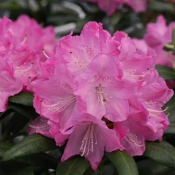 Dandy Man® Pink Rhododendron -Great Garden Plants Shop rhododendron dandy man pink 1 sw