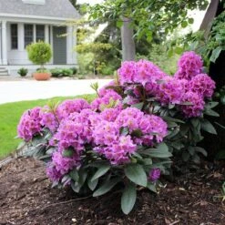 Dandy Man® Purple Rhododendron -Great Garden Plants Shop rhododendron dandy man purple 3 sw