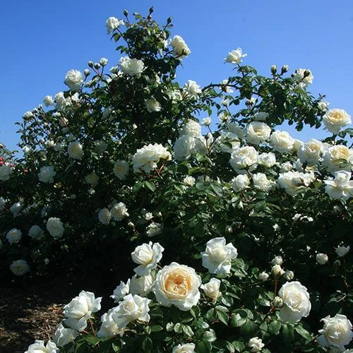 Cloud 10™ Climbing Rose 1 Cloud 10™ Climbing Rose